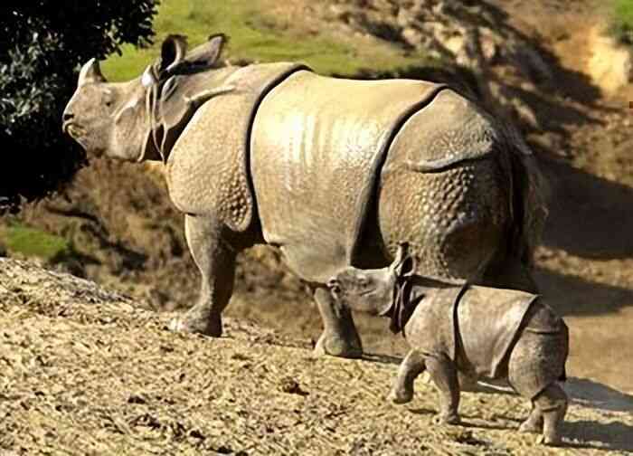 (2) Hóa ra Trung Quốc đã từng tồn tại nhiều loài tê giác hơn cả Châu Phi - Ảnh 10.