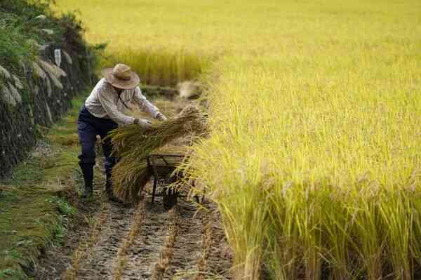 Nhật Bản đau đầu vì người dân chán ăn cơm với cá - Ảnh 5. Nhật Bản đau đầu vì người dân chán ăn cơm với cá - Ảnh 5.