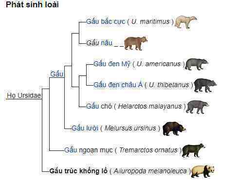 Quê hương gấu trúc có thể không phải ở Trung Quốc, mà là Châu Âu - Ảnh 6.