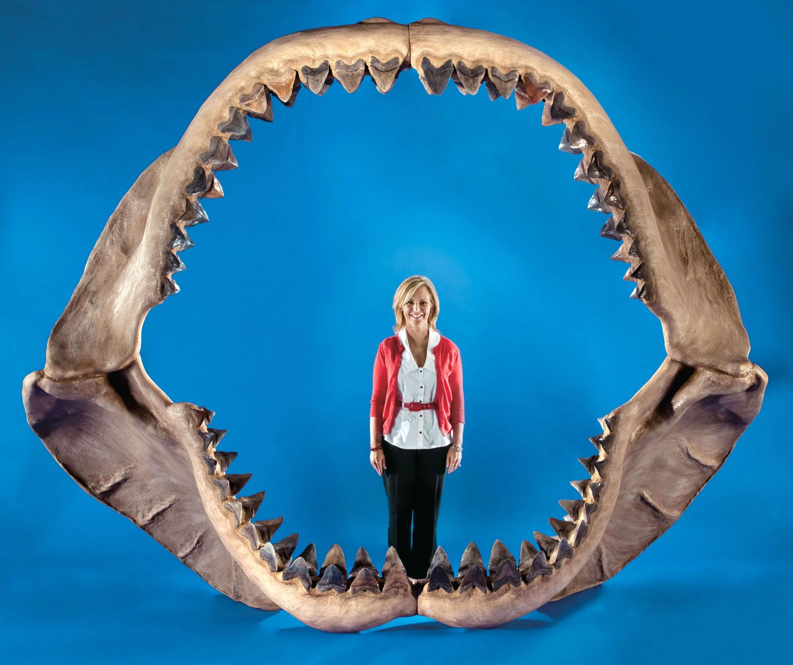 Điều gì sẽ xảy ra nếu loài cá mập Megalodon chưa bao giờ tuyệt chủng? - Ảnh 2. Điều gì sẽ xảy ra nếu loài cá mập Megalodon chưa bao giờ tuyệt chủng? - Ảnh 2.