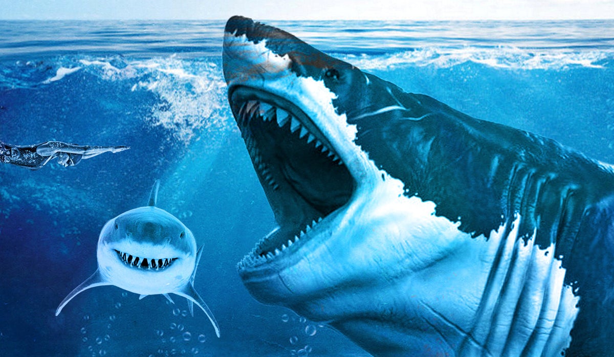 Điều gì sẽ xảy ra nếu loài cá mập Megalodon chưa bao giờ tuyệt chủng? - Ảnh 4. Điều gì sẽ xảy ra nếu loài cá mập Megalodon chưa bao giờ tuyệt chủng? - Ảnh 4.