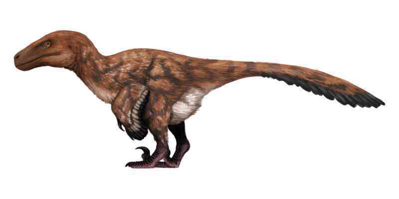 Những loài khủng long ăn thịt độc, lạ mà bạn chưa từng nghe tên tới - Ảnh 4.