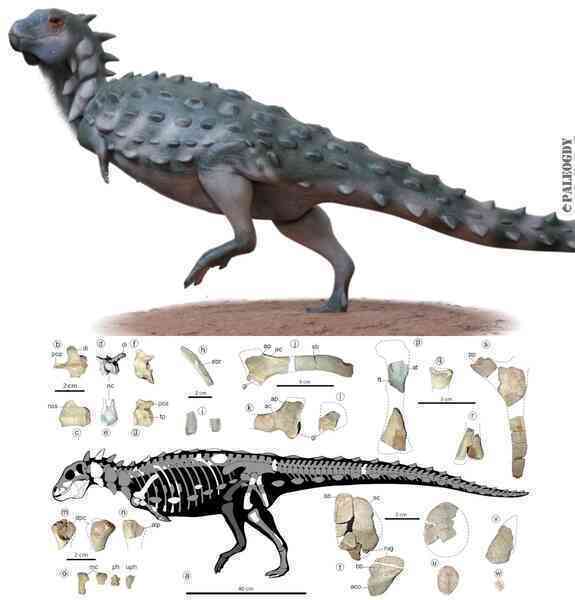 Bất ngờ phát hiện một loài khủng long hoàn toàn mới tại Argentina!  - Ảnh 3.