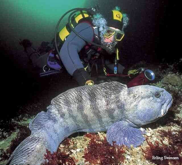 Dù có vẻ ngoài vô cùng đáng sợ, nhưng loài cá biển sâu này lại rất thân thiện với con người - Ảnh 6.