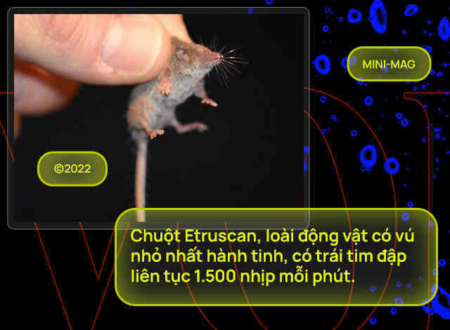 Lắng nghe nhịp đập trái tim của loài động vật lớn nhất từng tồn tại trên Trái Đất