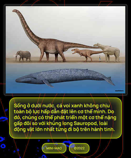 [mini] Lắng nghe nhịp đập trái tim của loài động vật lớn nhất từng tồn tại trên Trái Đất - Ảnh 3.