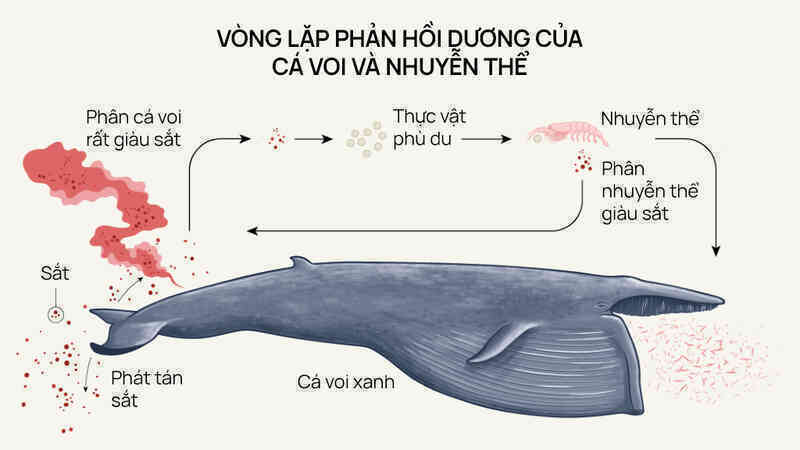 [mini] Lắng nghe nhịp đập trái tim của loài động vật lớn nhất từng tồn tại trên Trái Đất - Ảnh 7.