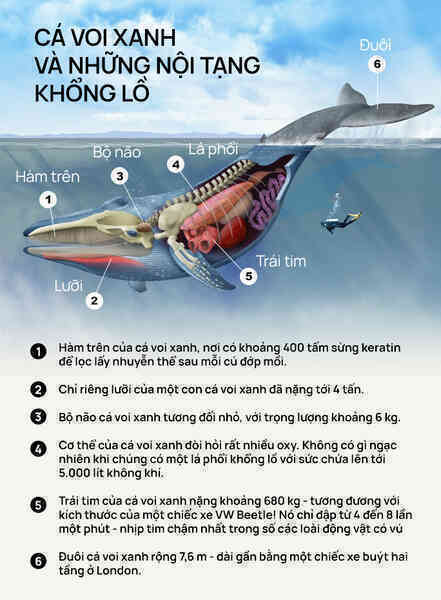 [mini] Lắng nghe nhịp đập trái tim của loài động vật lớn nhất từng tồn tại trên Trái Đất - Ảnh 8.