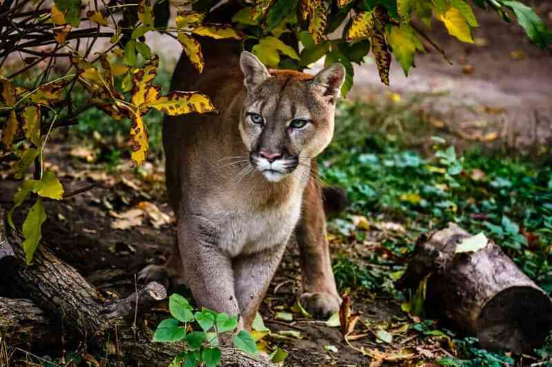 Những sự thật đáng kinh ngạc về loài báo Puma - Ảnh 2. Những sự thật đáng kinh ngạc về loài báo Puma - Ảnh 2.