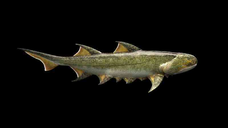 Cá mập 439 triệu năm tuổi được tìm thấy ở Trung Quốc là loài cá có hàm lâu đời nhất thế giới