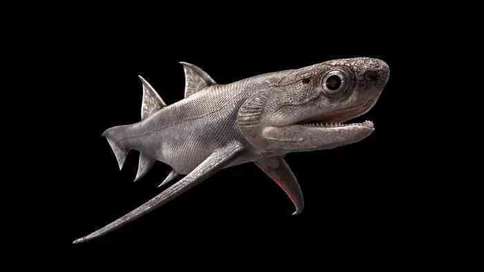 Cá mập 439 triệu năm tuổi được tìm thấy ở Trung Quốc là loài cá có hàm lâu đời nhất thế giới - Ảnh 3.