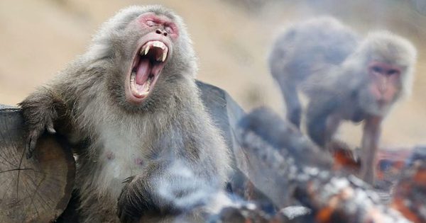 Vì sao muông thú tại Nhật bỗng dưng 'nổi loạn', tấn công con người?