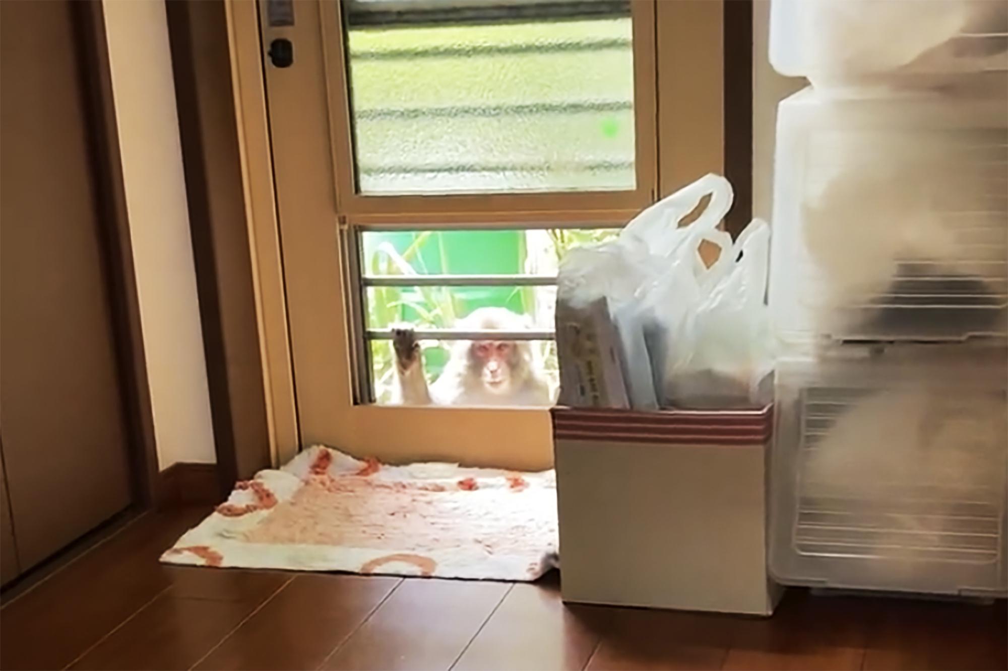 Vì sao muông thú tại Nhật bỗng dưng 'nổi loạn', tấn công con người? - Ảnh 7. Vì sao muông thú tại Nhật bỗng dưng 'nổi loạn', tấn công con người? - Ảnh 7.