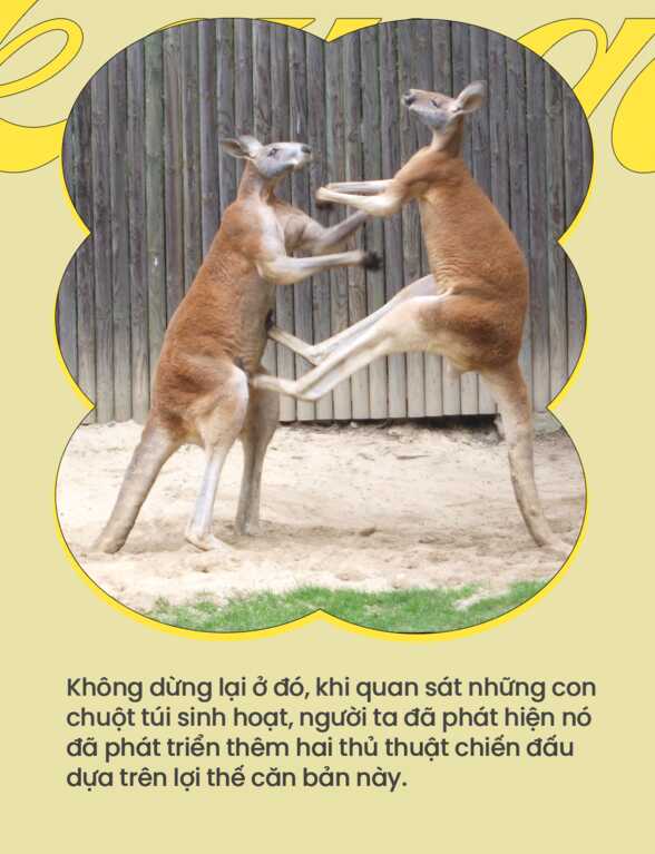 So găng cùng chuột túi, con người liệu có cơ hội chiến thắng? - Ảnh 7.