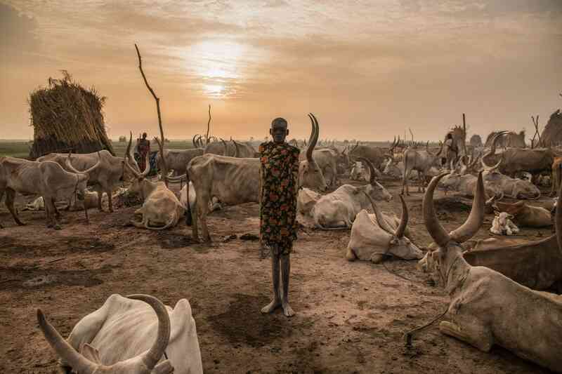 Bộ tộc Dinka của Nam Sudan: Những người cao nhất ở Châu Phi, và có lẽ là cả thế giới - Ảnh 5. Bộ tộc Dinka của Nam Sudan: Những người cao nhất ở Châu Phi, và có lẽ là cả thế giới - Ảnh 5.