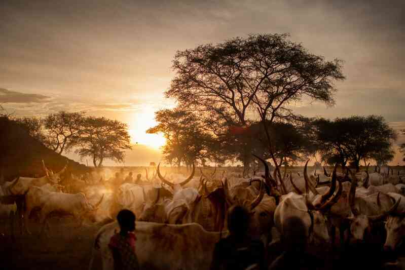Bộ tộc Dinka của Nam Sudan: Những người cao nhất ở Châu Phi, và có lẽ là cả thế giới - Ảnh 6. Bộ tộc Dinka của Nam Sudan: Những người cao nhất ở Châu Phi, và có lẽ là cả thế giới - Ảnh 6.