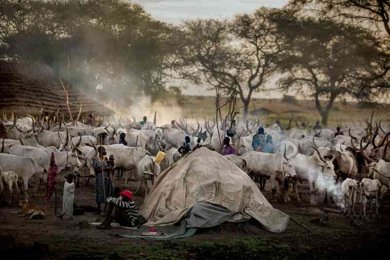 Bộ tộc Dinka của Nam Sudan: Những người cao nhất ở Châu Phi, và có lẽ là cả thế giới - Ảnh 7. Bộ tộc Dinka của Nam Sudan: Những người cao nhất ở Châu Phi, và có lẽ là cả thế giới - Ảnh 7.