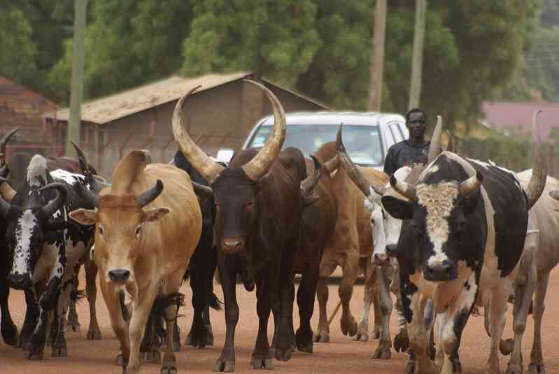 Bộ tộc Dinka của Nam Sudan: Những người cao nhất ở Châu Phi, và có lẽ là cả thế giới - Ảnh 8. Bộ tộc Dinka của Nam Sudan: Những người cao nhất ở Châu Phi, và có lẽ là cả thế giới - Ảnh 8.