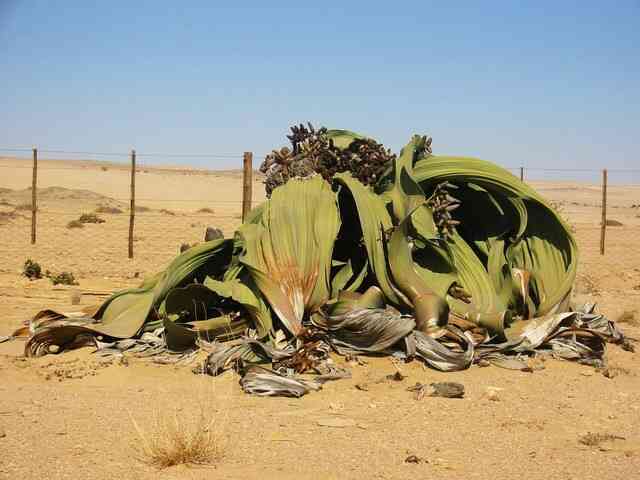 Welwitschia mirabilis: Loài thực vật cổ xưa có khả năng tồn tại hàng nghìn năm