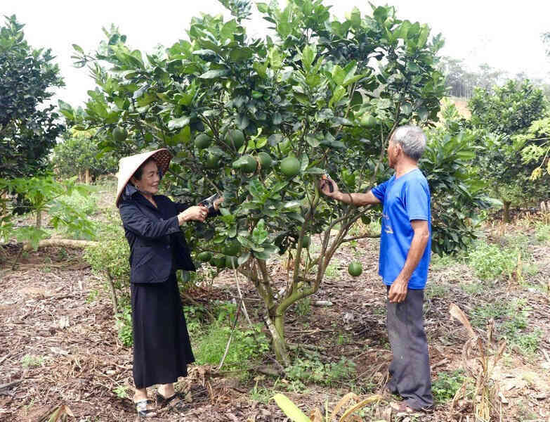 nong nghiep binh dinh.jpeg