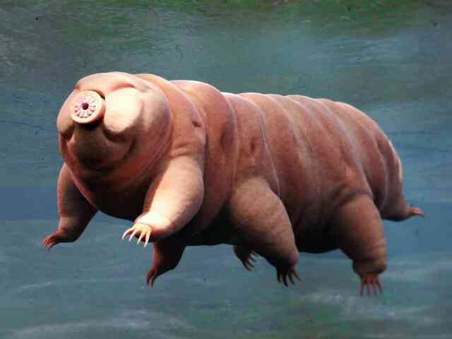 Bí mật của tardigrade bất tử: Một sinh vật không sợ bất kỳ thử thách nào!