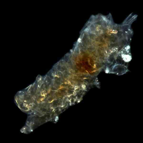 Bí mật của tardigrade bất tử: Một sinh vật không sợ bất kỳ thử thách nào! - Ảnh 5. Bí mật của tardigrade bất tử: Một sinh vật không sợ bất kỳ thử thách nào! - Ảnh 5.