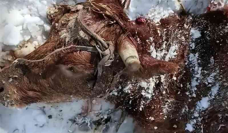 Lý do vào mùa đông hổ Siberia thường xuyên xuống núi tìm kiếm thức ăn- Ảnh 2. Lý do vào mùa đông hổ Siberia thường xuyên xuống núi tìm kiếm thức ăn- Ảnh 2.