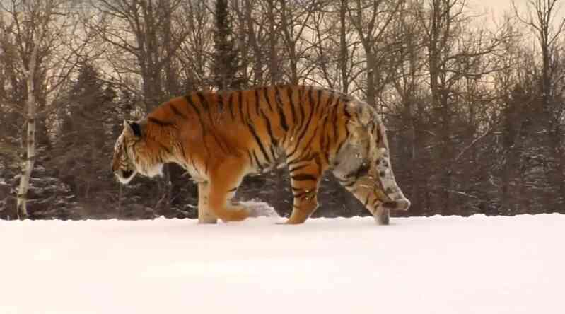 Lý do vào mùa đông hổ Siberia thường xuyên xuống núi tìm kiếm thức ăn- Ảnh 5. Lý do vào mùa đông hổ Siberia thường xuyên xuống núi tìm kiếm thức ăn- Ảnh 5.