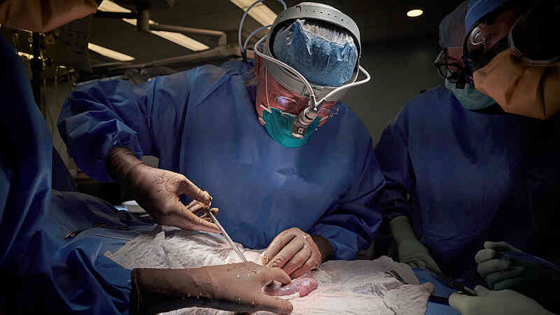 Thí nghiệm cấy ghép não: Sự phát triển của mô não người gây ra những thay đổi hành vi ở chuột!- Ảnh 5. Thí nghiệm cấy ghép não: Sự phát triển của mô não người gây ra những thay đổi hành vi ở chuột!- Ảnh 5.
