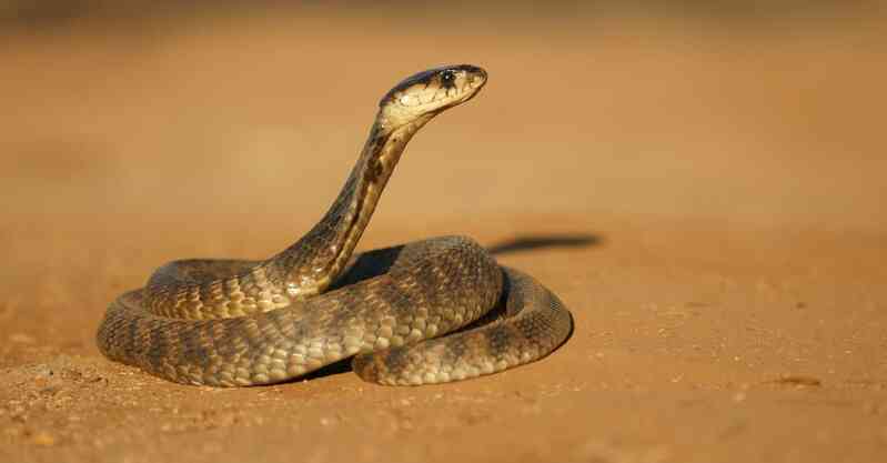 Thiên địch của rắn độc song đấu với hổ mang và Mamba đen: 2 giây hạ đo ván!- Ảnh 2. Thiên địch của rắn độc song đấu với hổ mang và Mamba đen: 2 giây hạ đo ván!- Ảnh 2.