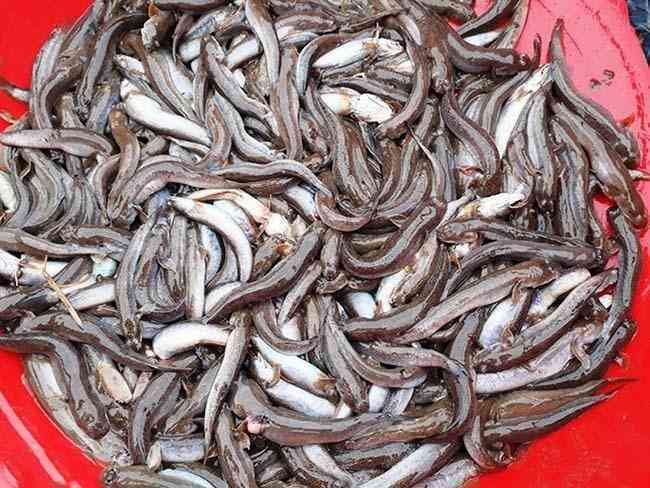Độc lạ loài cá kỳ dị ở Việt Nam: Mình đầy Độc lạ loài cá kỳ dị ở Việt Nam: Mình đầy