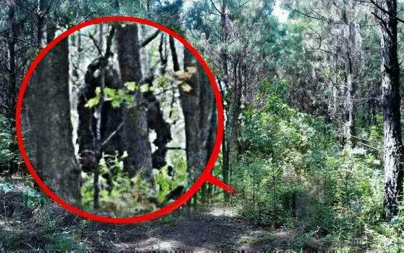 Bí mật sâu trong Shennongjia: Đằng sau khu vực cấm ẩn giấu điều gì? - Ảnh 4.