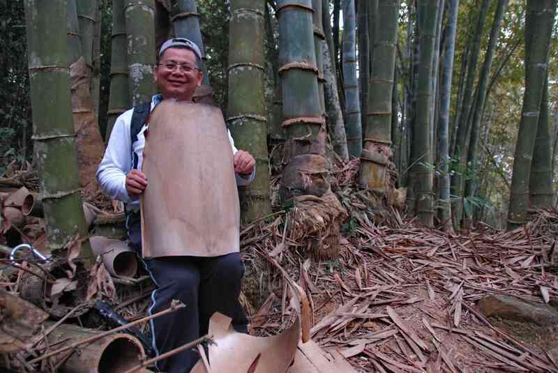 Bí ẩn về loài tre khổng lồ, có thể cao hơn tòa nhà 10 tầng!- Ảnh 3. Bí ẩn về loài tre khổng lồ, có thể cao hơn tòa nhà 10 tầng!- Ảnh 3.