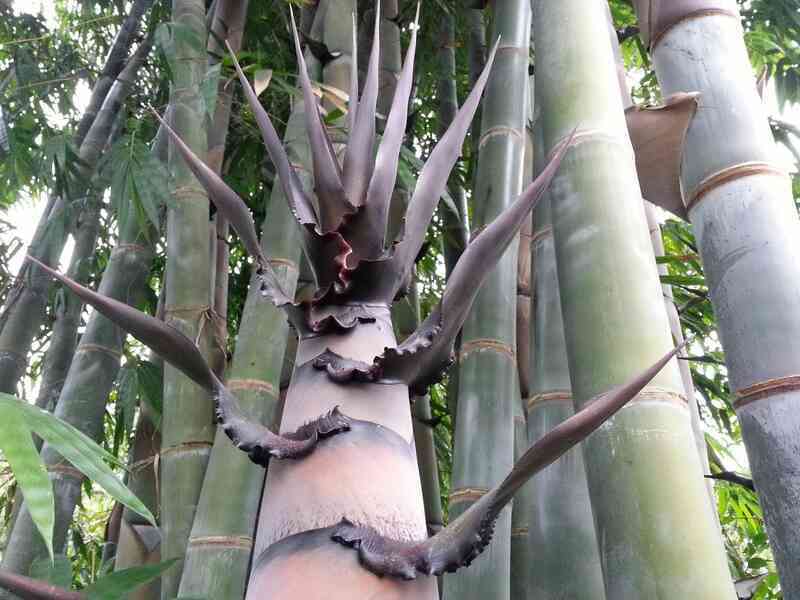 Bí ẩn về loài tre khổng lồ, có thể cao hơn tòa nhà 10 tầng!- Ảnh 4. Bí ẩn về loài tre khổng lồ, có thể cao hơn tòa nhà 10 tầng!- Ảnh 4.