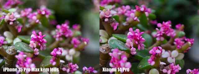 Xiaomi 14 Pro có công nghệ camera này cả iPhone, Galaxy xịn nhất đều chụp xấu hơn- Ảnh 24. Xiaomi 14 Pro có công nghệ camera này cả iPhone, Galaxy xịn nhất đều chụp xấu hơn- Ảnh 24.