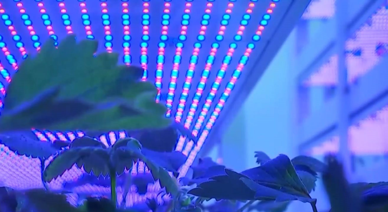 Cho robot đi…trồng rau, Trung Quốc lại gây ngỡ ngàng với trình độ công nghệ đỉnh cao khi ra mắt mô hình trang trại như ‘chung cư 20 tầng’ đầu tiên của thế giới- Ảnh 2. Cho robot đi…trồng rau, Trung Quốc lại gây ngỡ ngàng với trình độ công nghệ đỉnh cao khi ra mắt mô hình trang trại như ‘chung cư 20 tầng’ đầu tiên của thế giới- Ảnh 2.