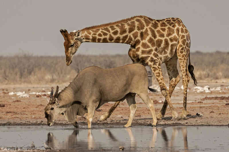 Bí mật về linh dương Eland - loài linh dương to lớn nhất còn tồn tại trên thế giới