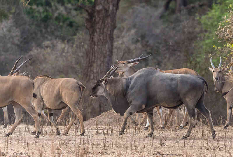 Bí mật về linh dương Eland - loài linh dương to lớn nhất còn tồn tại trên thế giới- Ảnh 3. Bí mật về linh dương Eland - loài linh dương to lớn nhất còn tồn tại trên thế giới- Ảnh 3.