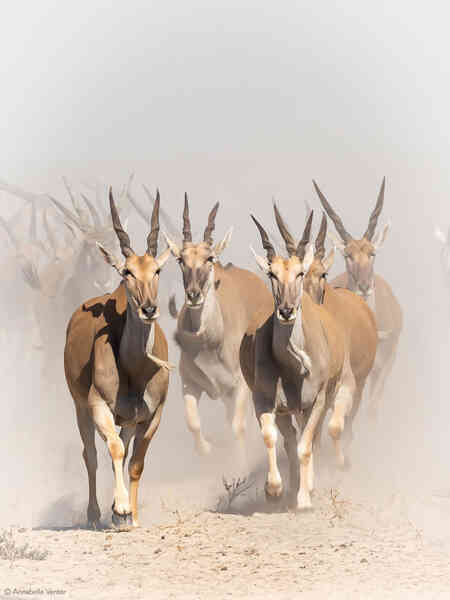 Bí mật về linh dương Eland - loài linh dương to lớn nhất còn tồn tại trên thế giới- Ảnh 4. Bí mật về linh dương Eland - loài linh dương to lớn nhất còn tồn tại trên thế giới- Ảnh 4.