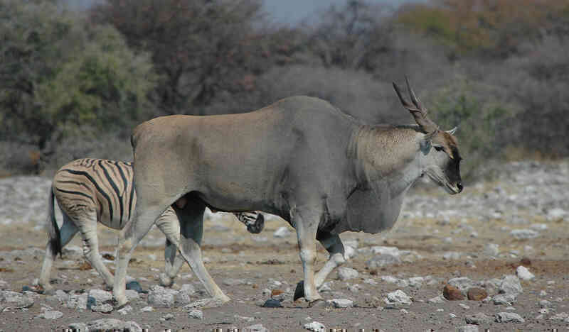 Bí mật về linh dương Eland - loài linh dương to lớn nhất còn tồn tại trên thế giới- Ảnh 6. Bí mật về linh dương Eland - loài linh dương to lớn nhất còn tồn tại trên thế giới- Ảnh 6.