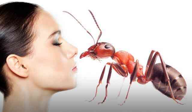 Kiến có thể ngửi thấy mùi tỏa ra từ người mắc ung thư