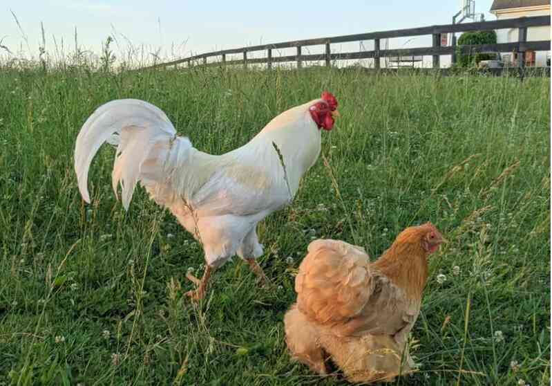 "Lạm phát trứng", người Mỹ tự nuôi gà trong sân nhưng nhận cái kết dở khóc dở cười