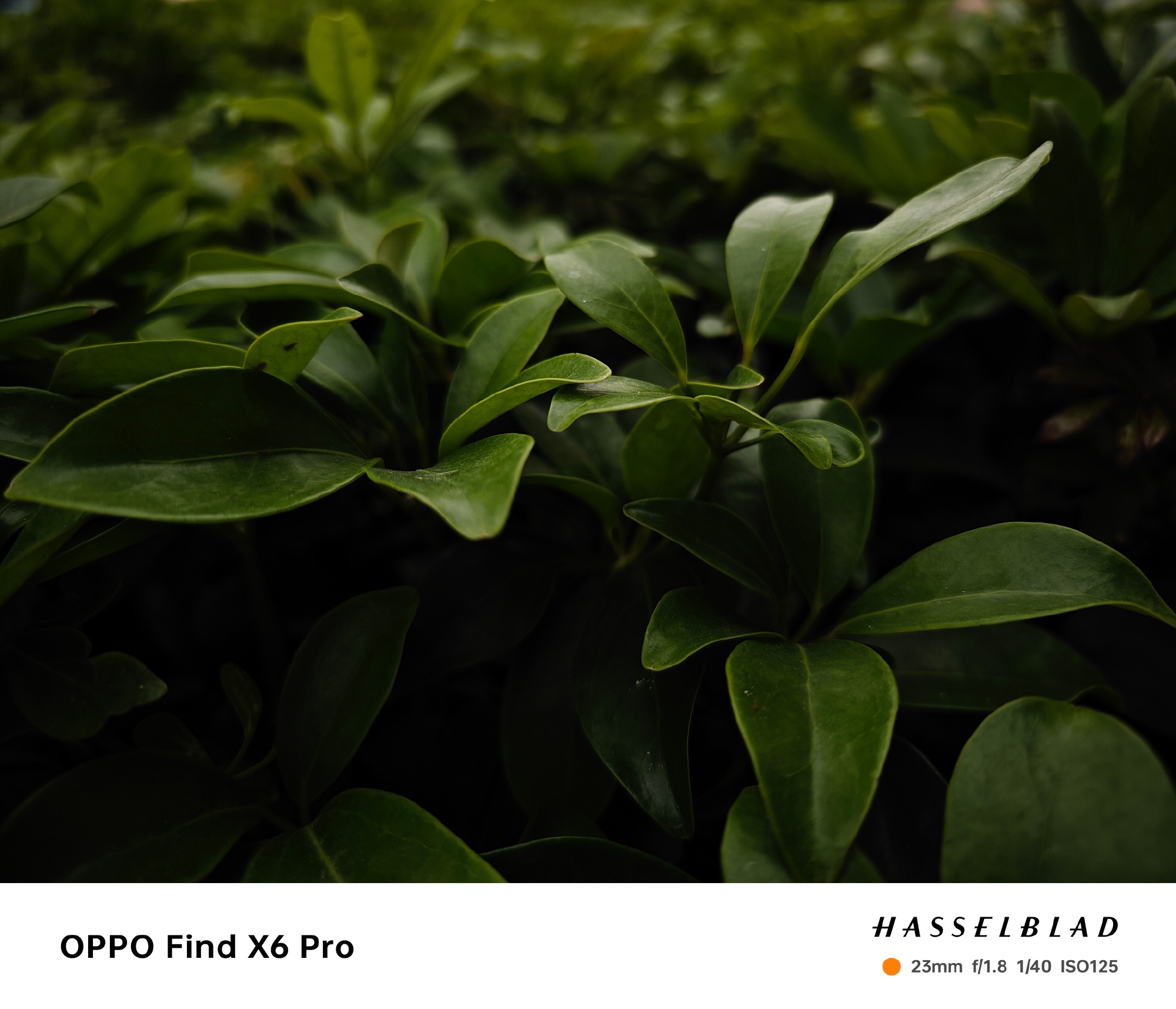 Ảnh thực tế OPPO Find X6 Pro: Thiết kế mới với mặt lưng da, camera Hasselblad 1-inch, Snapdragon 8 Gen 2