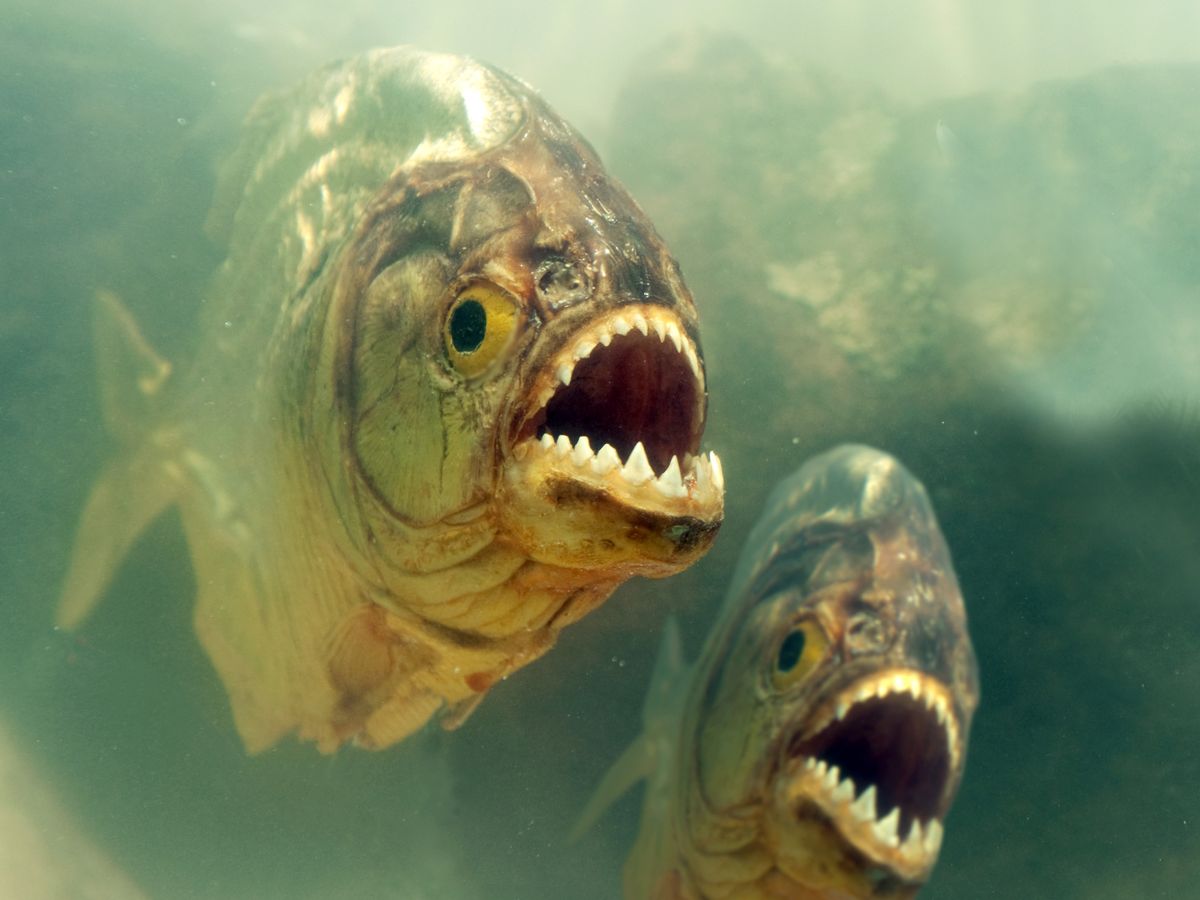 Cá piranha có thực sự nguy hiểm như những lời đồn đại không? - Ảnh 4. Cá piranha có thực sự nguy hiểm như những lời đồn đại không? - Ảnh 4.