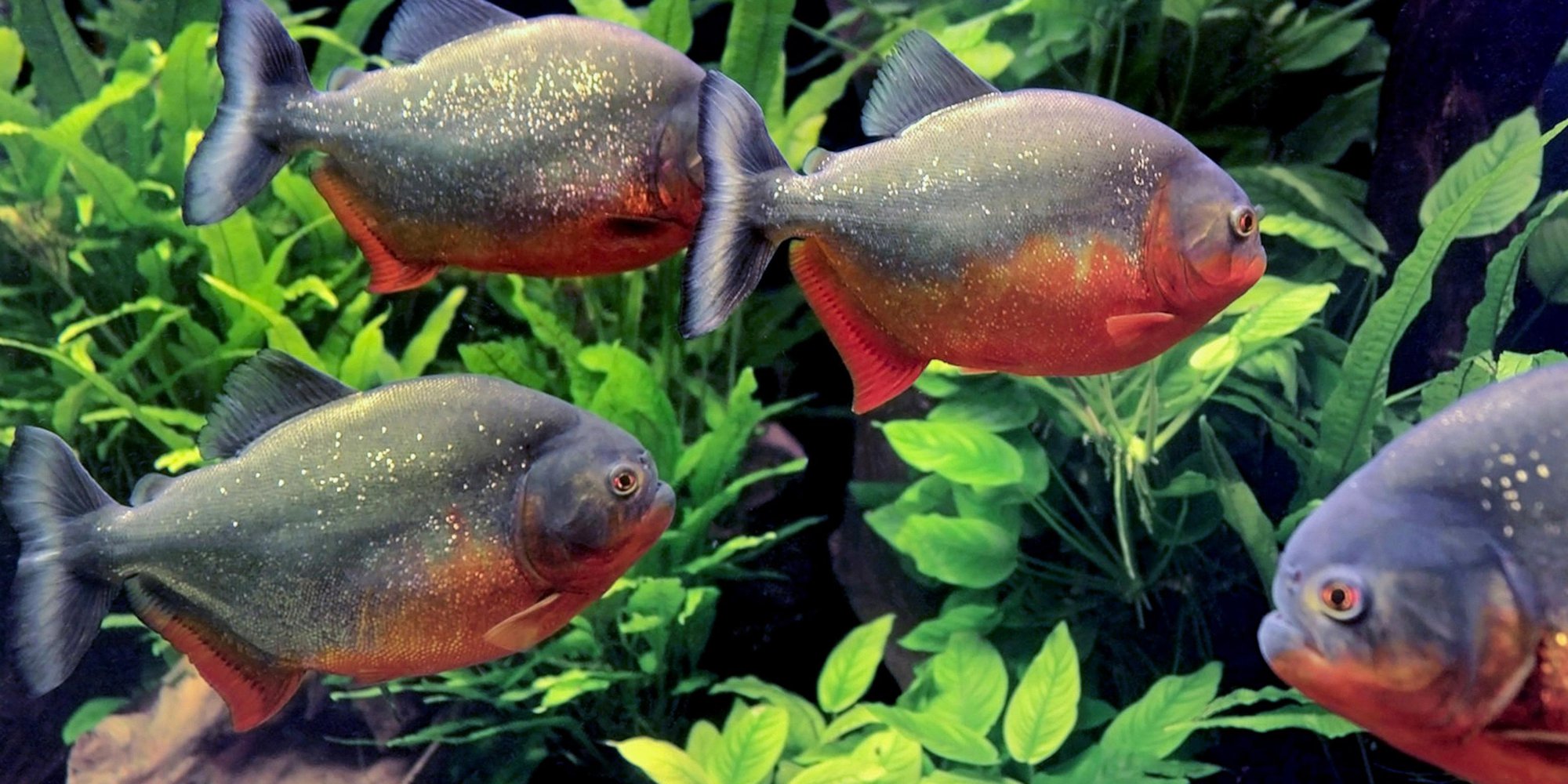 Cá piranha có thực sự nguy hiểm như những lời đồn đại không? - Ảnh 5. Cá piranha có thực sự nguy hiểm như những lời đồn đại không? - Ảnh 5.