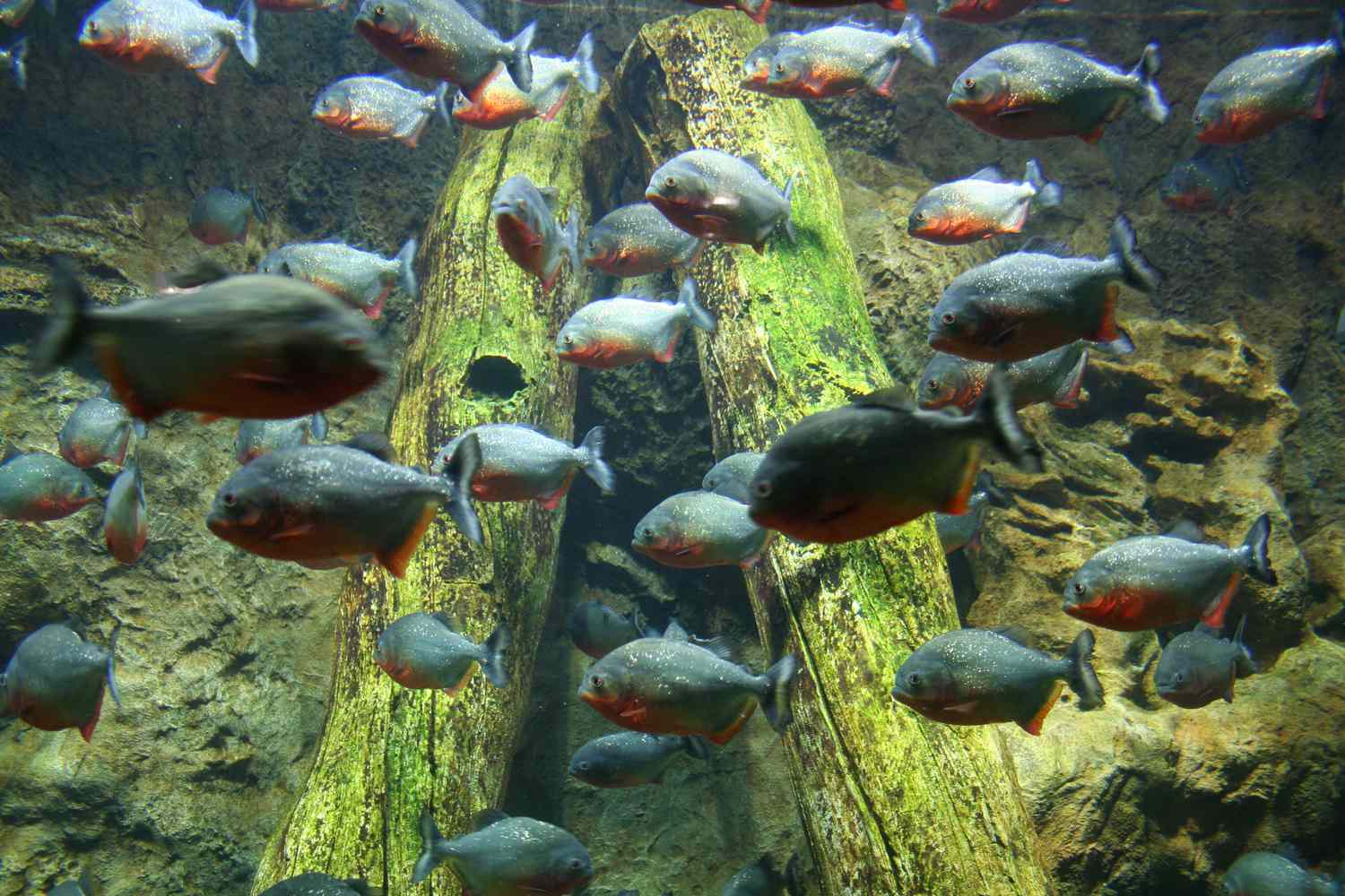 Cá piranha có thực sự nguy hiểm như những lời đồn đại không? - Ảnh 6. Cá piranha có thực sự nguy hiểm như những lời đồn đại không? - Ảnh 6.