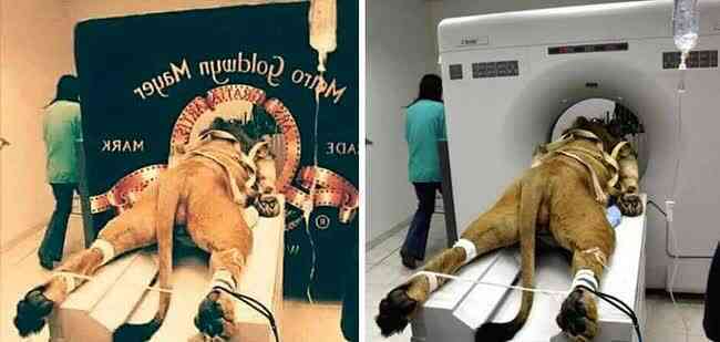 9 bức ảnh từng viral toàn mạng Internet hóa ra chỉ là sản phẩm photoshop nhưng đến tận bây giờ vẫn đầy người không hề hay biết
