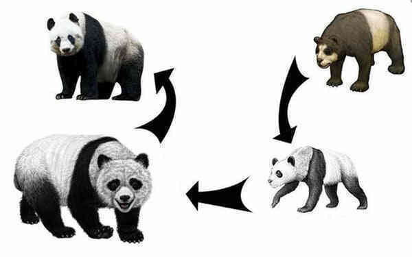 Gấu trúc khổng lồ có thể sinh sống được trên cao nguyên không? - Ảnh 5. Gấu trúc khổng lồ có thể sinh sống được trên cao nguyên không? - Ảnh 5.
