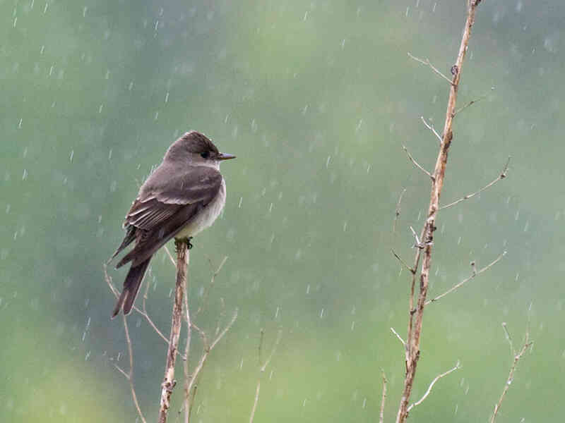 Khi trời mưa, những con chim sẽ trú ẩn ở đâu?