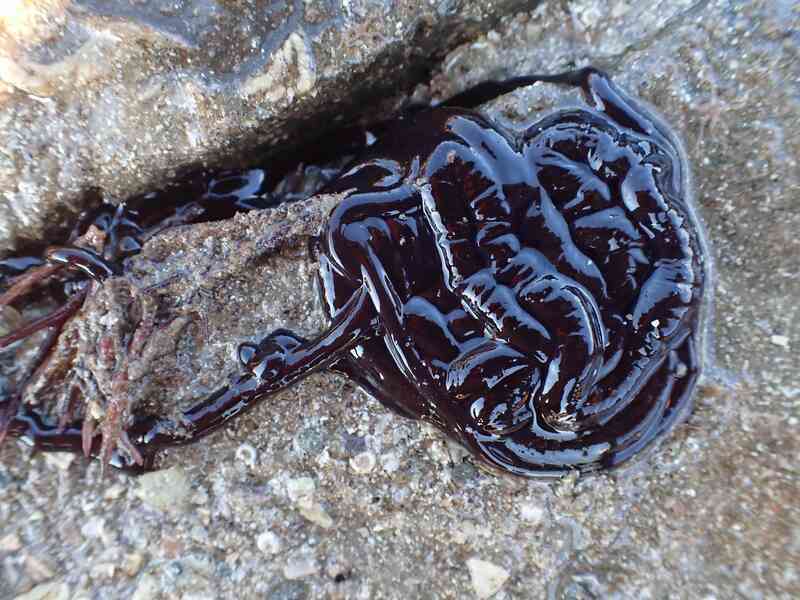 Hóa ra 'Venom symbiote' của Trái Đất chỉ là một loài giun - Ảnh 4. Hóa ra 'Venom symbiote' của Trái Đất chỉ là một loài giun - Ảnh 4.
